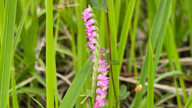 小さな花が螺旋を描くように連なって咲くネジバナ。右巻きか左巻きかは株によってさまざま